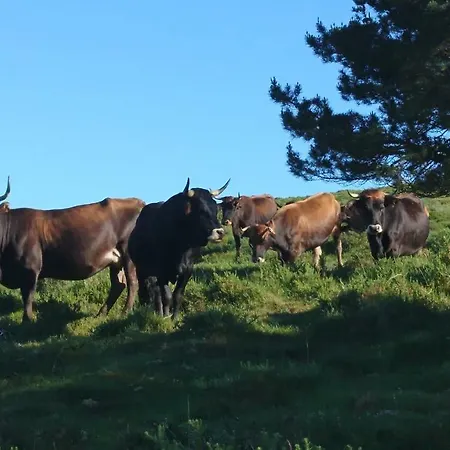 Restaurante Casa Juanchu Hotel Adino