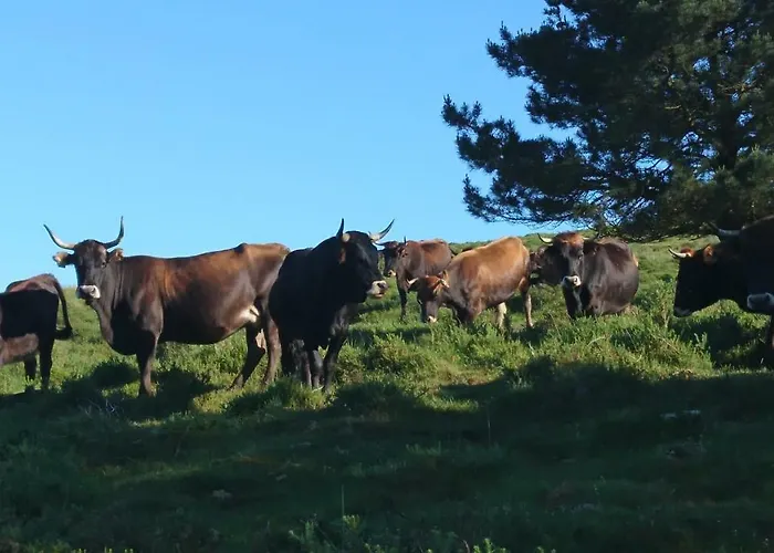 Restaurante Casa Juanchu Hotel Adino
